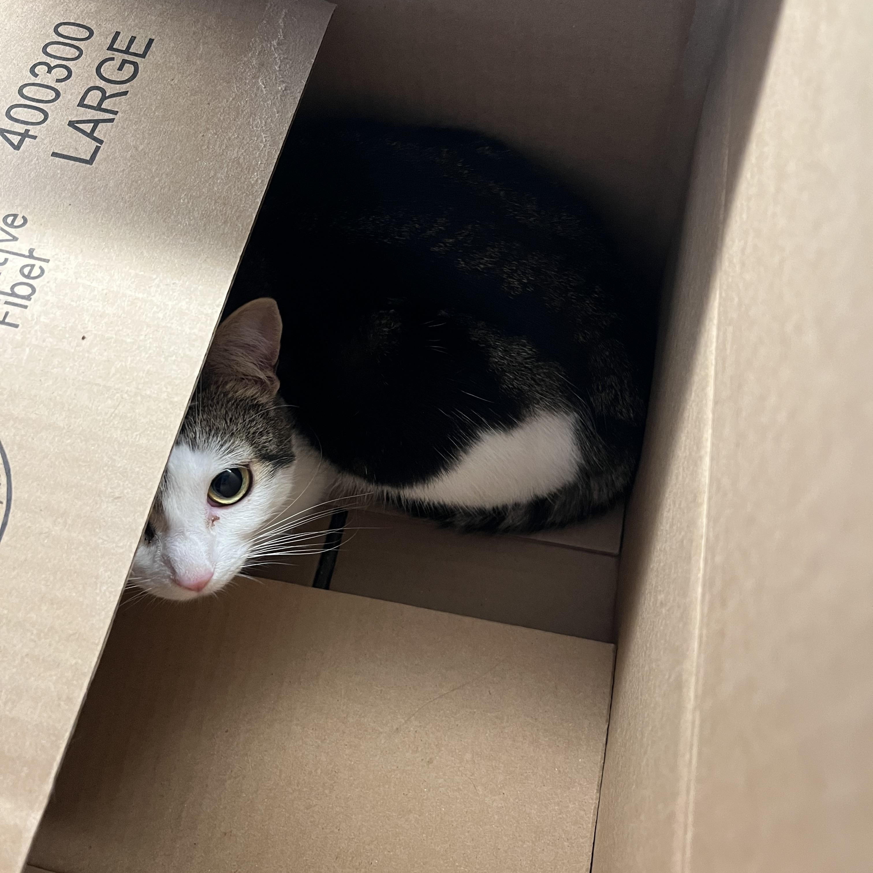 Enlarge Saturn *MUST BE ADOPTED AS A BUDDY CAT*, a ADOPTABLE Domestic Short Hair in Toronto, ON image 4/4