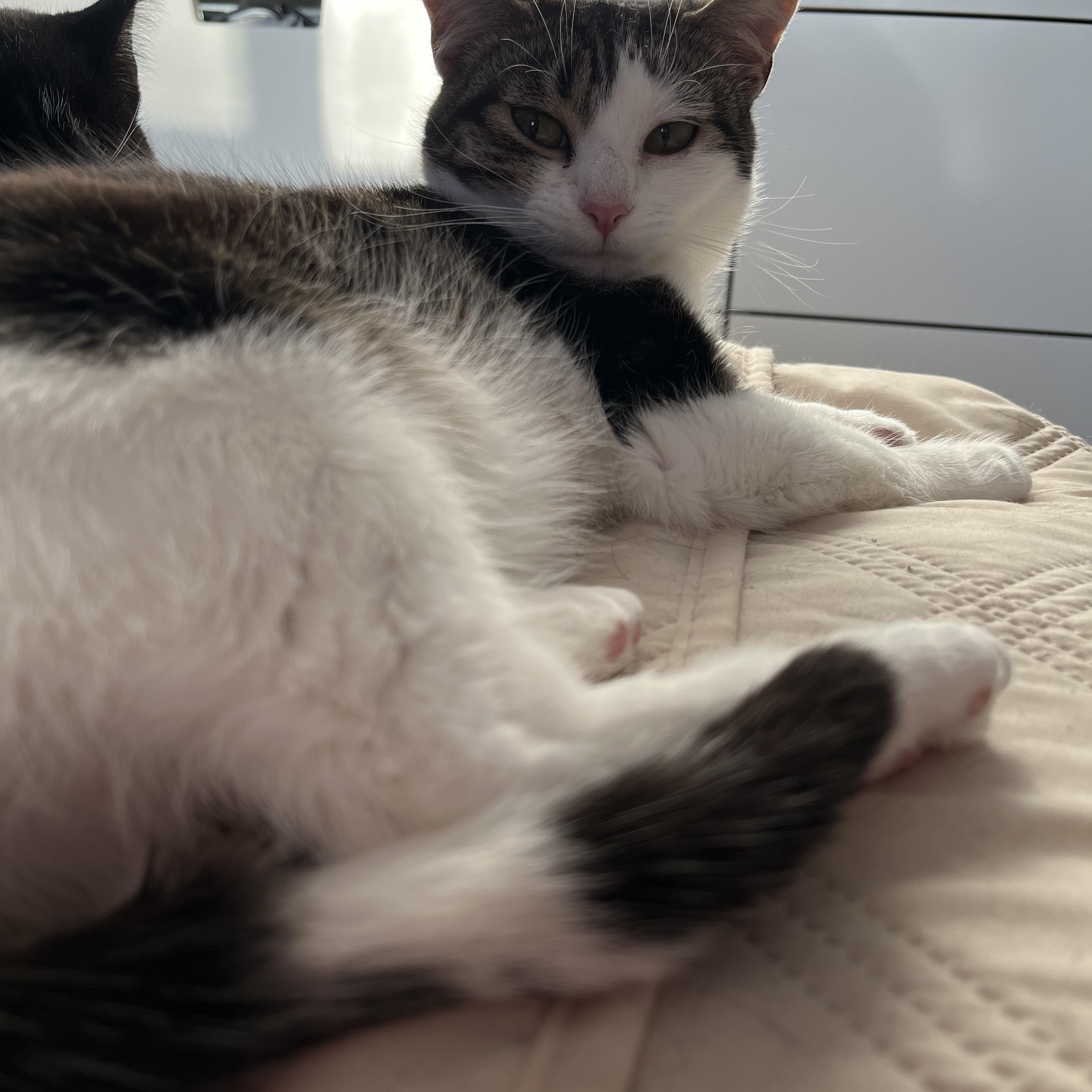 Enlarge Saturn *MUST BE ADOPTED AS A BUDDY CAT*, a ADOPTABLE Domestic Short Hair in Toronto, ON image 3/4