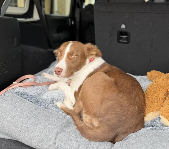Faith Hill, Adoptable, Young Female Australian Shepherd.