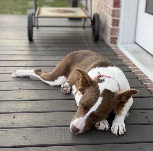 Enlarge Faith Hill, a Adoptable mixed breed in Arlington, TX image 2/5