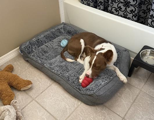 Enlarge Faith Hill, a Adoptable mixed breed in Arlington, TX image 3/5