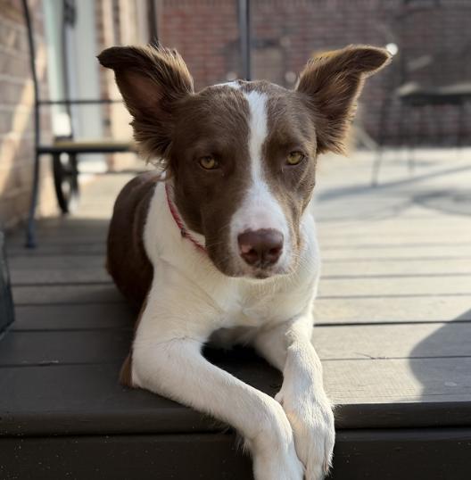 Enlarge Faith Hill, a Adoptable mixed breed in Arlington, TX image 5/5
