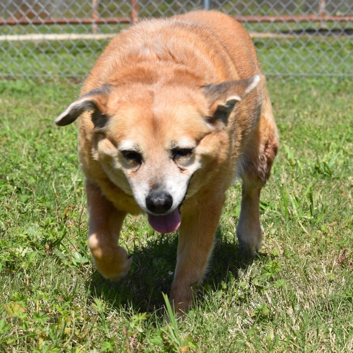 Enlarge Ellie, a Adoptable mixed breed in Amsterdam, NY image 2/6