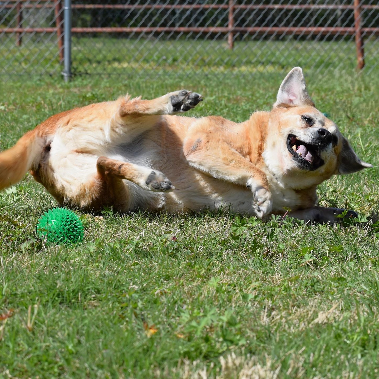 Enlarge Ellie, a Adoptable mixed breed in Amsterdam, NY image 6/6