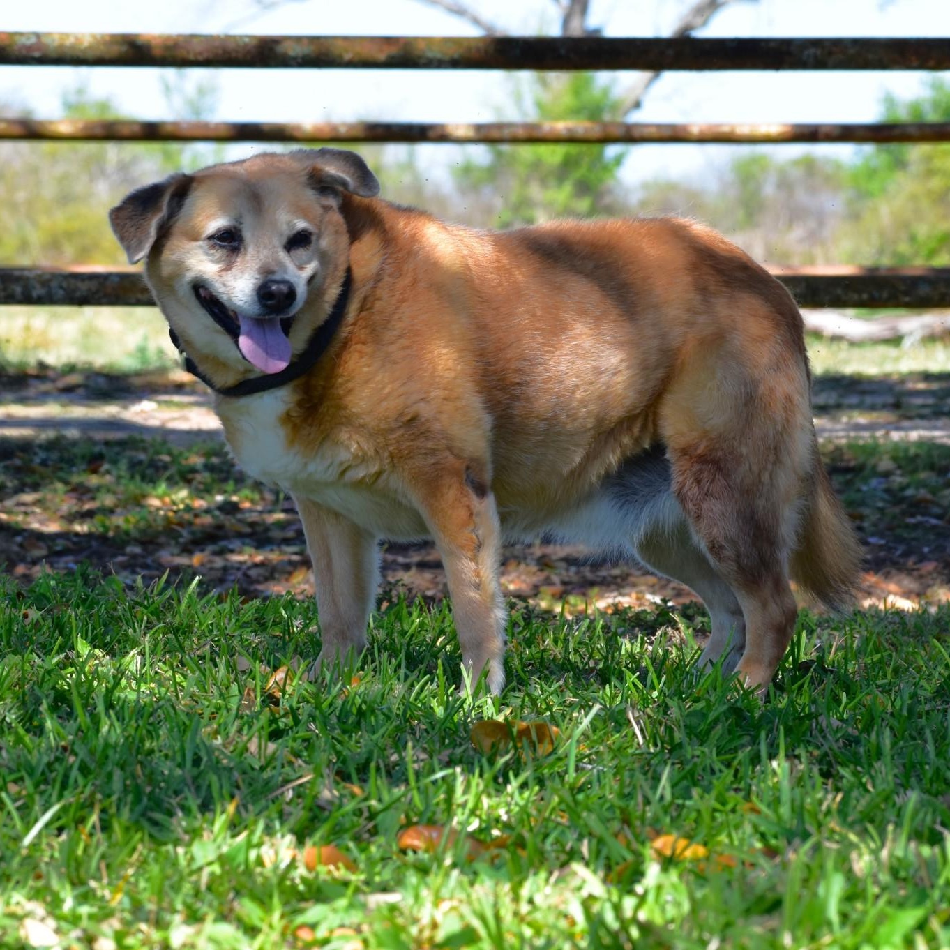 Enlarge Ellie, a Adoptable mixed breed in Amsterdam, NY image 3/6