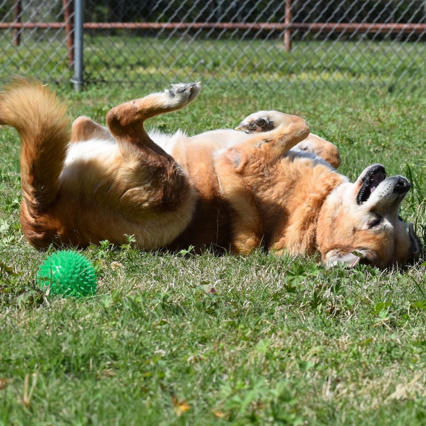 Ellie, Adoptable, Senior Female Mixed Breed.