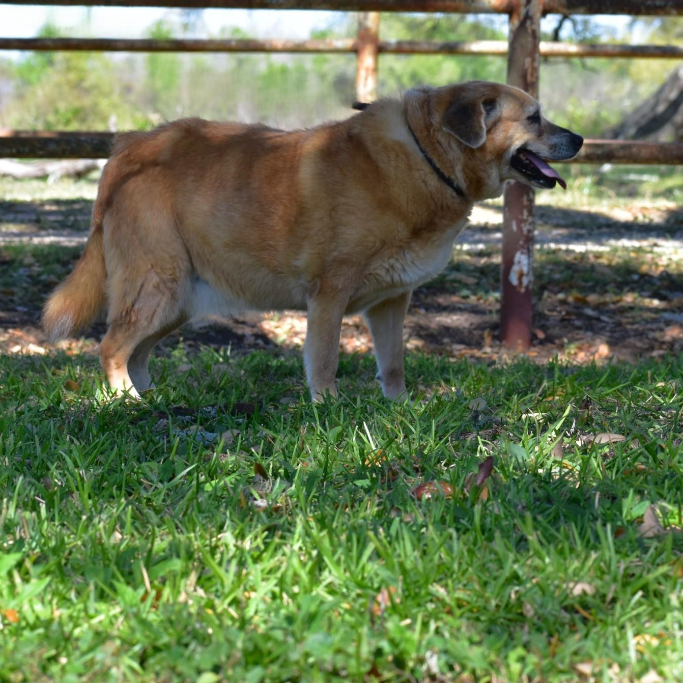 Enlarge Ellie, a Adoptable mixed breed in Amsterdam, NY image 4/6