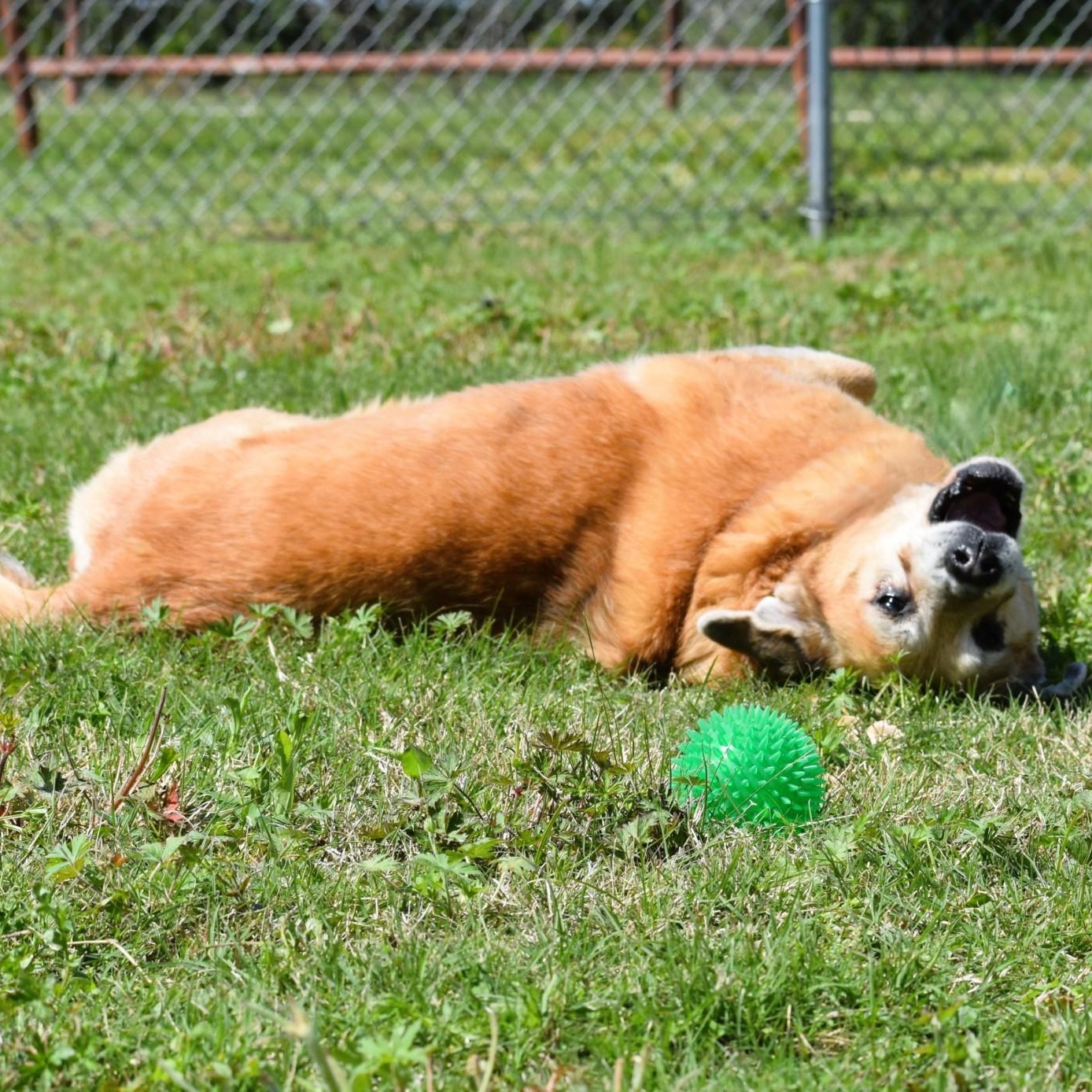Enlarge Ellie, a Adoptable mixed breed in Amsterdam, NY image 5/6