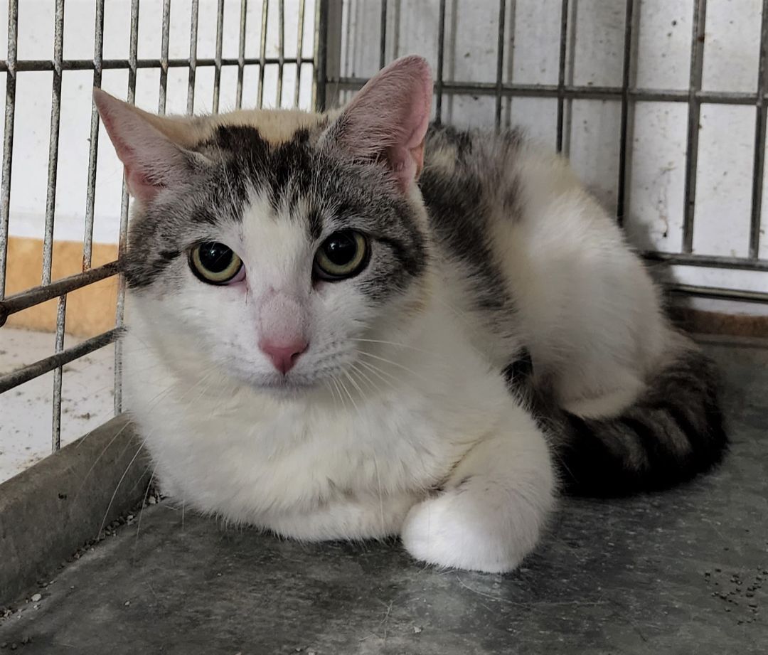 Enlarge Precious, a Adoptable Calico in Washingtonville, NY image 1/8