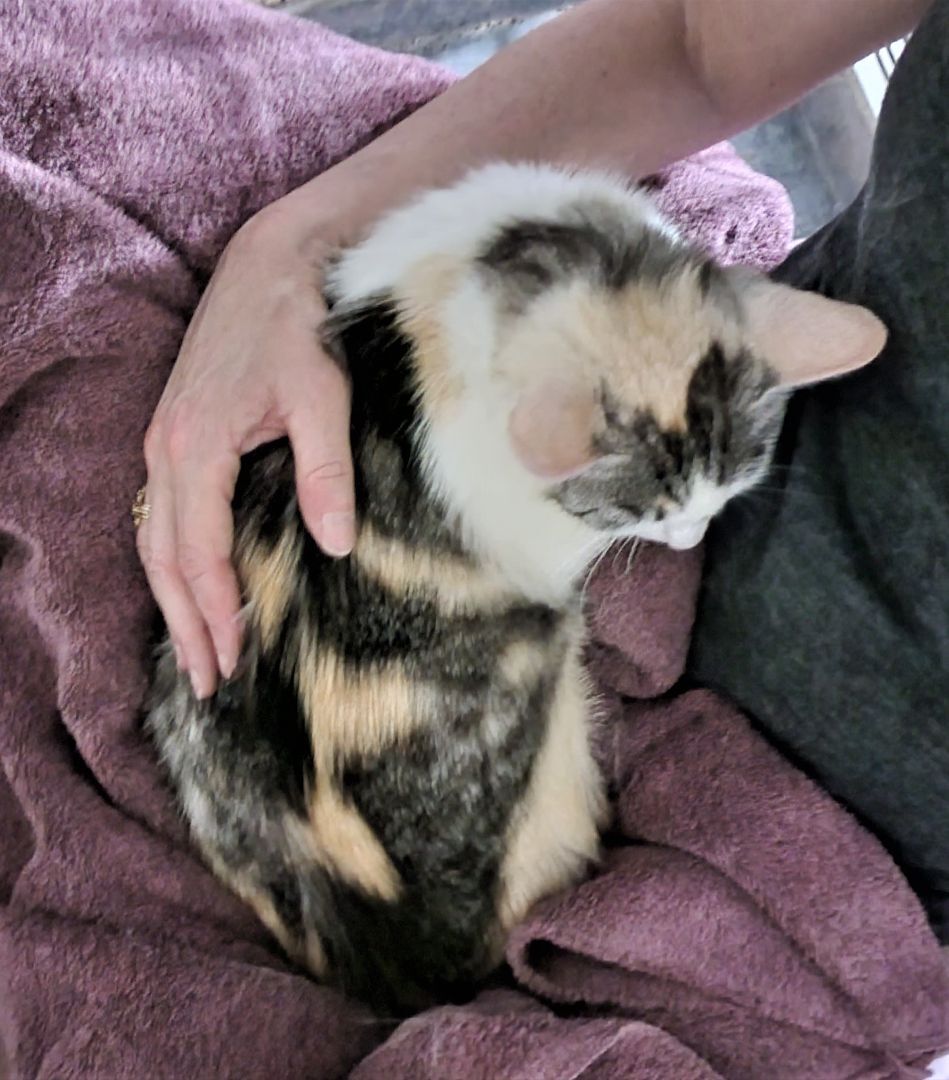 Enlarge Precious, a Adoptable Calico in Washingtonville, NY image 2/8