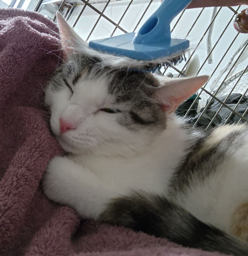 Enlarge Precious, a Adoptable Calico in Washingtonville, NY image 3/8