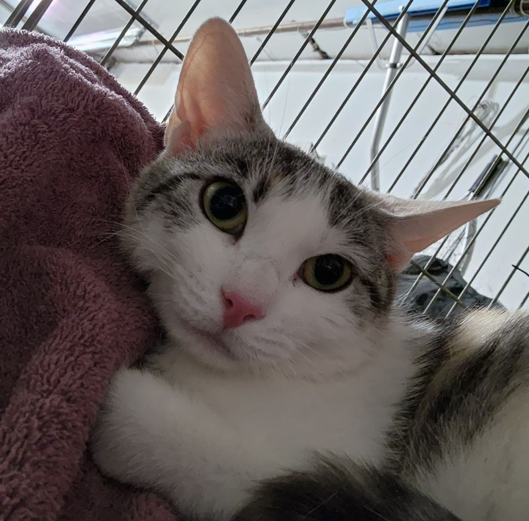 Enlarge Precious, a Adoptable Calico in Washingtonville, NY image 4/8