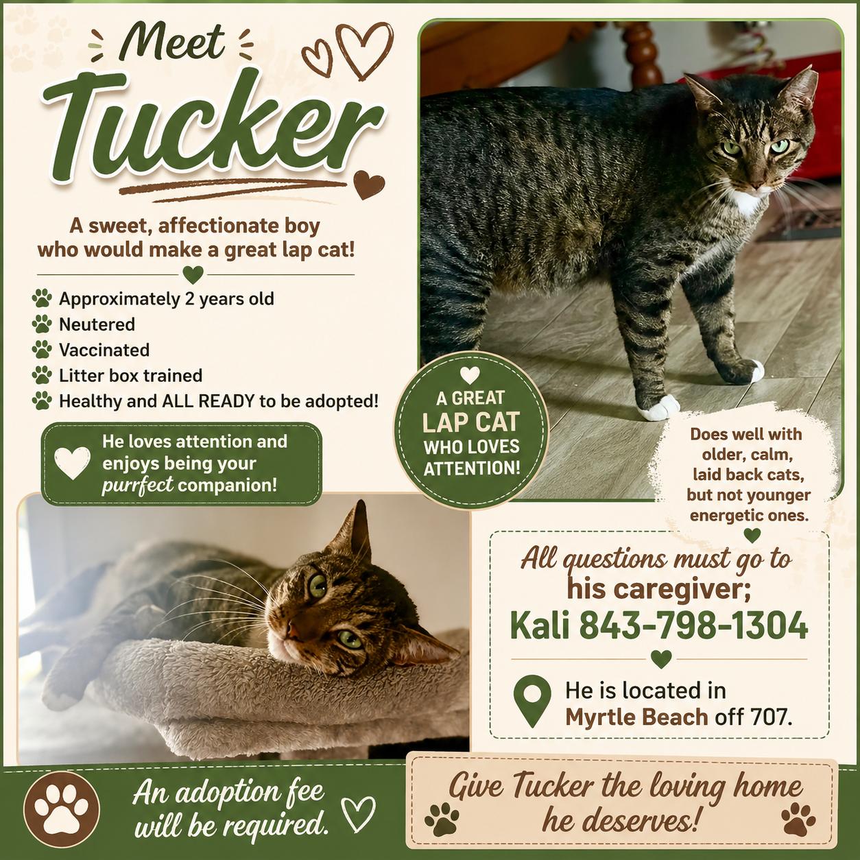 Enlarge Tucker (courtesy listing), a Adopted mixed breed in Myrtle Beach, SC image 6/6