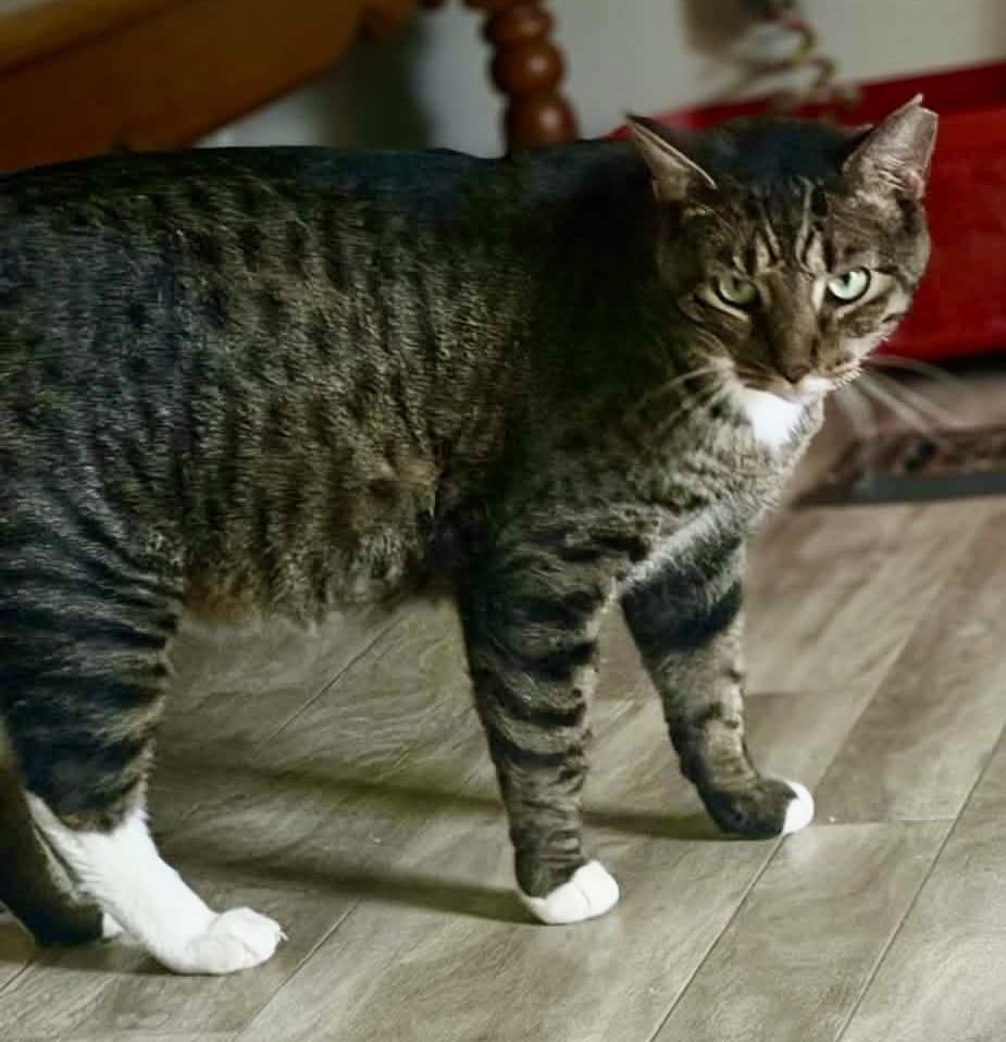 Tucker (courtesy listing), Adopted, Young Male Tabby & Domestic Short Hair.