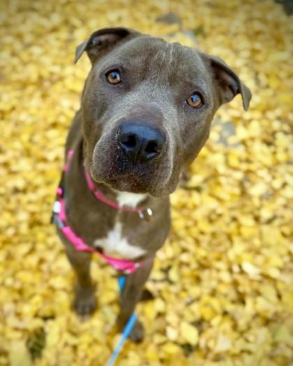 Gomez, Adoptable, Adult Male Pit Bull Terrier & Mixed Breed.