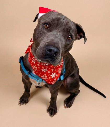 Gomez, Adoptable, Adult Male Pit Bull Terrier & Mixed Breed.