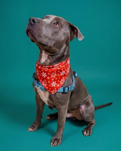 Enlarge Gomez, a Adoptable mixed breed in Washington, DC image 1/3