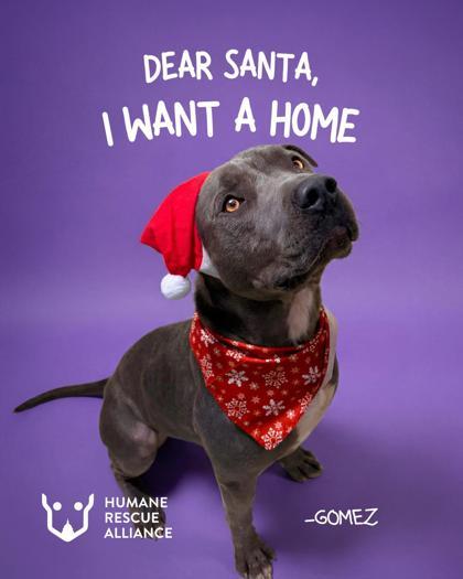 Enlarge Gomez, a Adoptable mixed breed in Washington, DC image 2/3