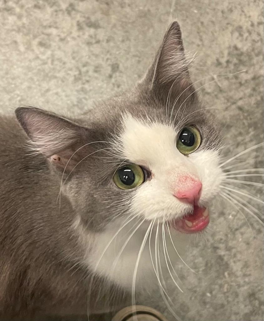 Lucy, Adoptable, Adult Female Domestic Long Hair.