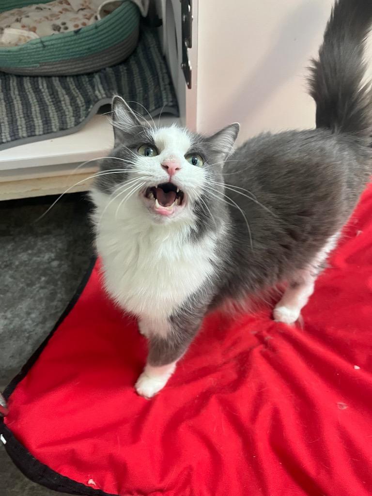 Enlarge Lucy, a Adoptable mixed breed in Neosho, MO image 2/6