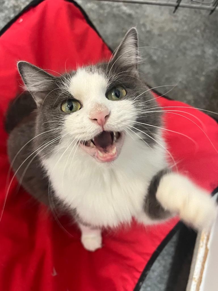 Enlarge Lucy, a Adoptable mixed breed in Neosho, MO image 3/6