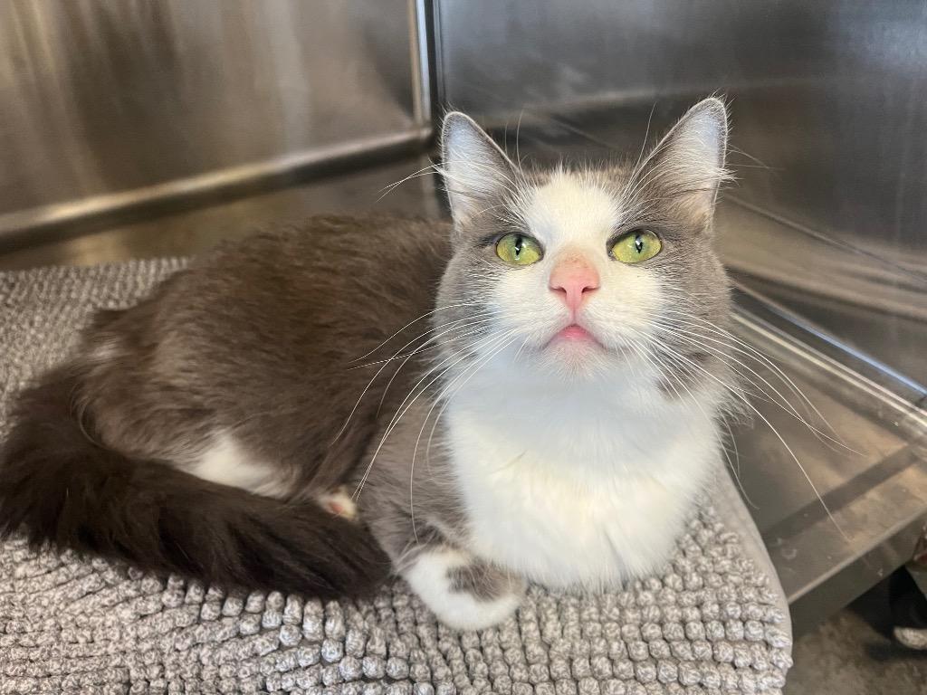 Enlarge Lucy, a Adoptable mixed breed in Neosho, MO image 4/6