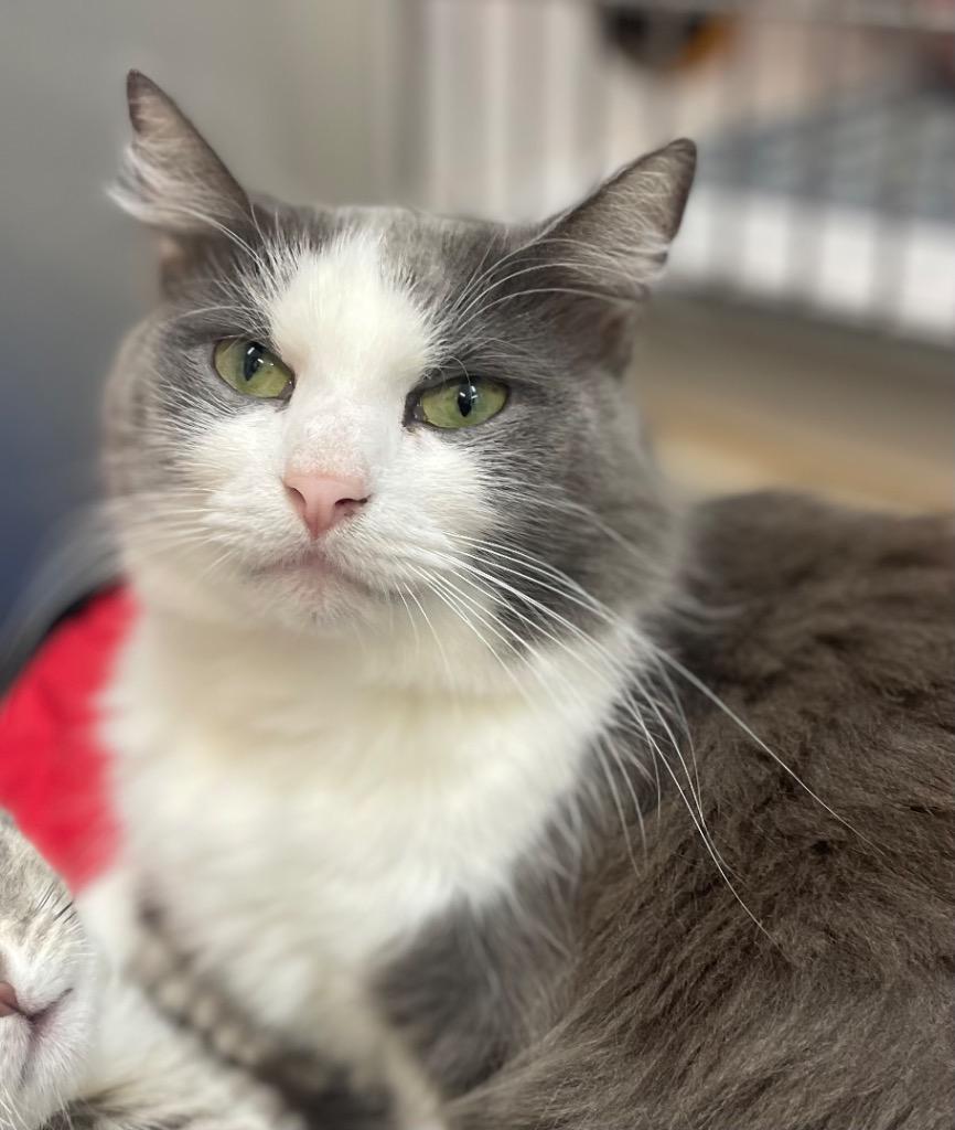 Enlarge Lucy, a Adoptable mixed breed in Neosho, MO image 5/6