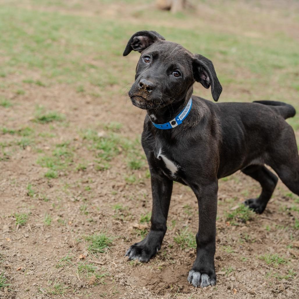 Enlarge Brenson, a Adoptable mixed breed in Pawling, NY image 1/6