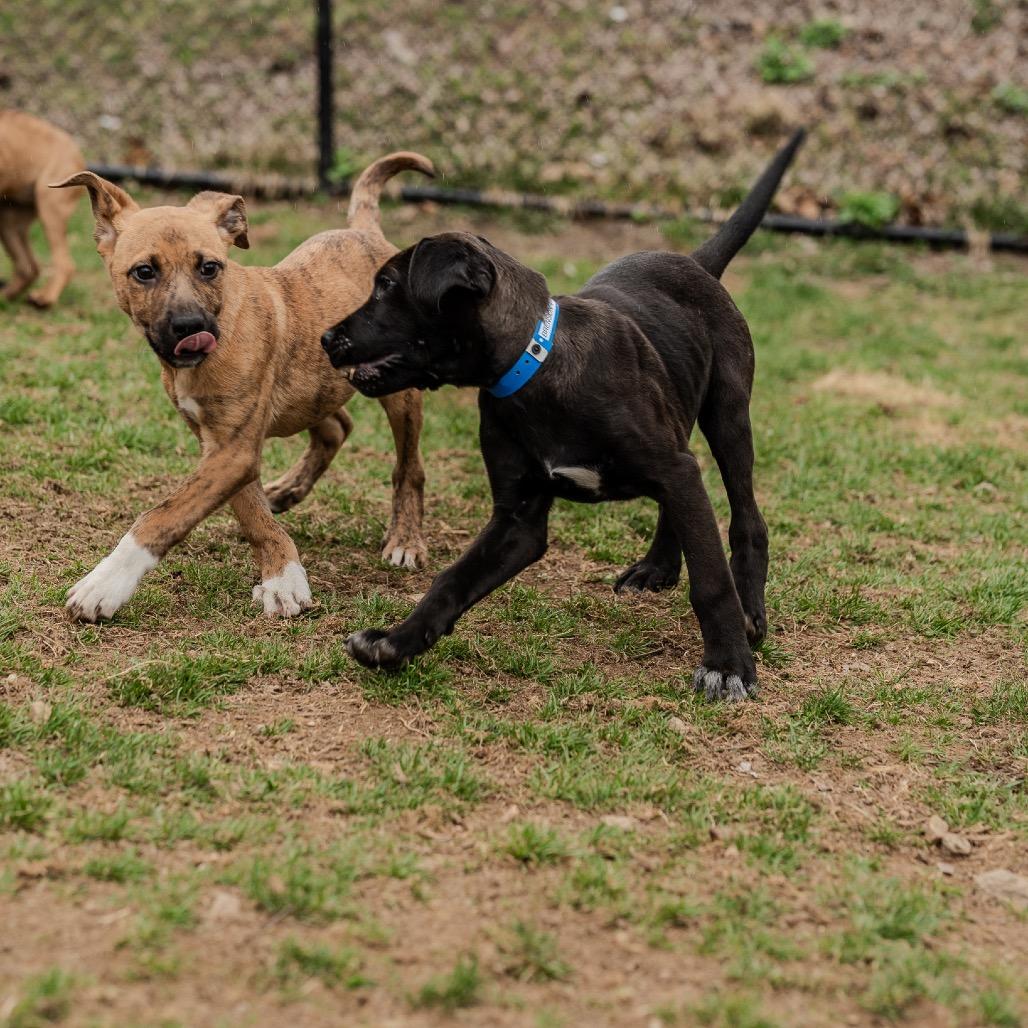 Enlarge Brenson, a Adoptable mixed breed in Pawling, NY image 2/6