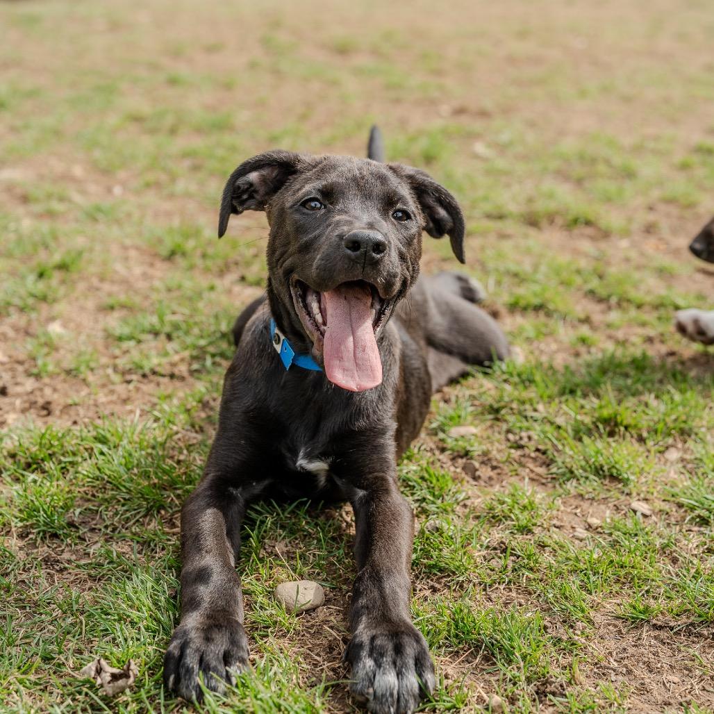 Enlarge Brenson, a Adoptable mixed breed in Pawling, NY image 3/6