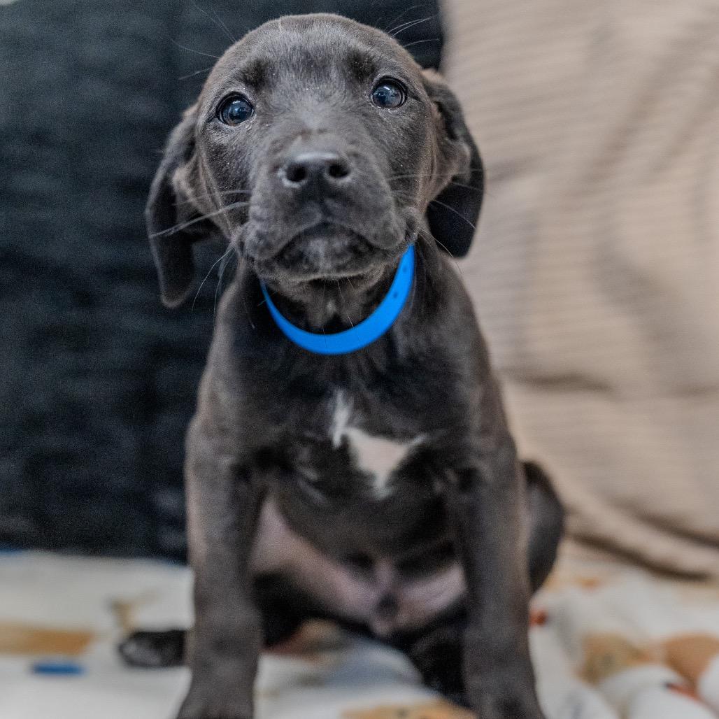 Enlarge Brenson, a Adoptable mixed breed in Pawling, NY image 2/6