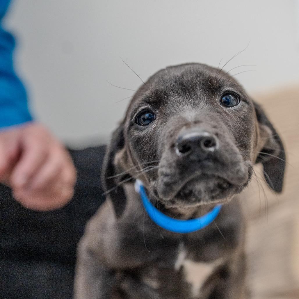 Enlarge Brenson, a Adoptable mixed breed in Pawling, NY image 3/6