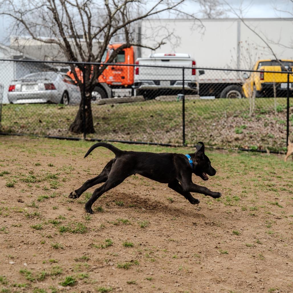 Enlarge Brenson, a Adoptable mixed breed in Pawling, NY image 5/6