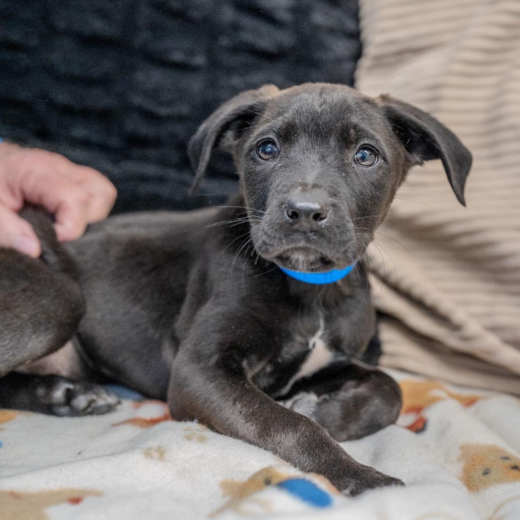 Enlarge Brenson, a Adoptable mixed breed in Pawling, NY image 4/6