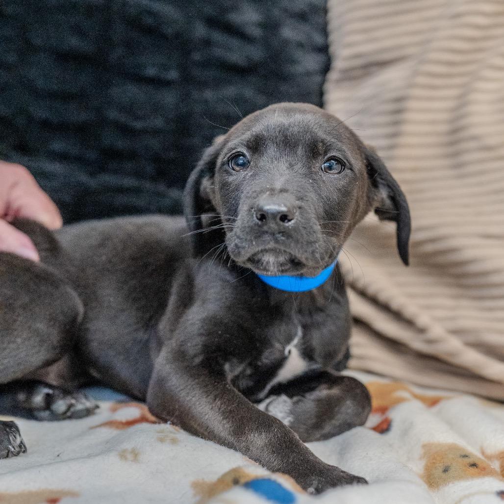 Enlarge Brenson, a Adoptable mixed breed in Pawling, NY image 5/6