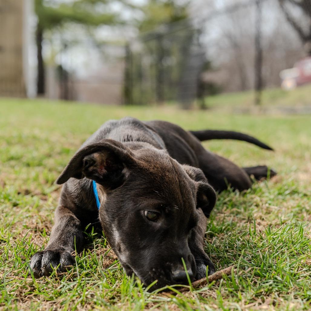 Enlarge Brenson, a Adoptable mixed breed in Pawling, NY image 6/6