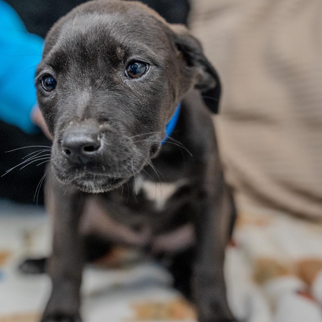 Enlarge Brenson, a Adoptable mixed breed in Pawling, NY image 6/6