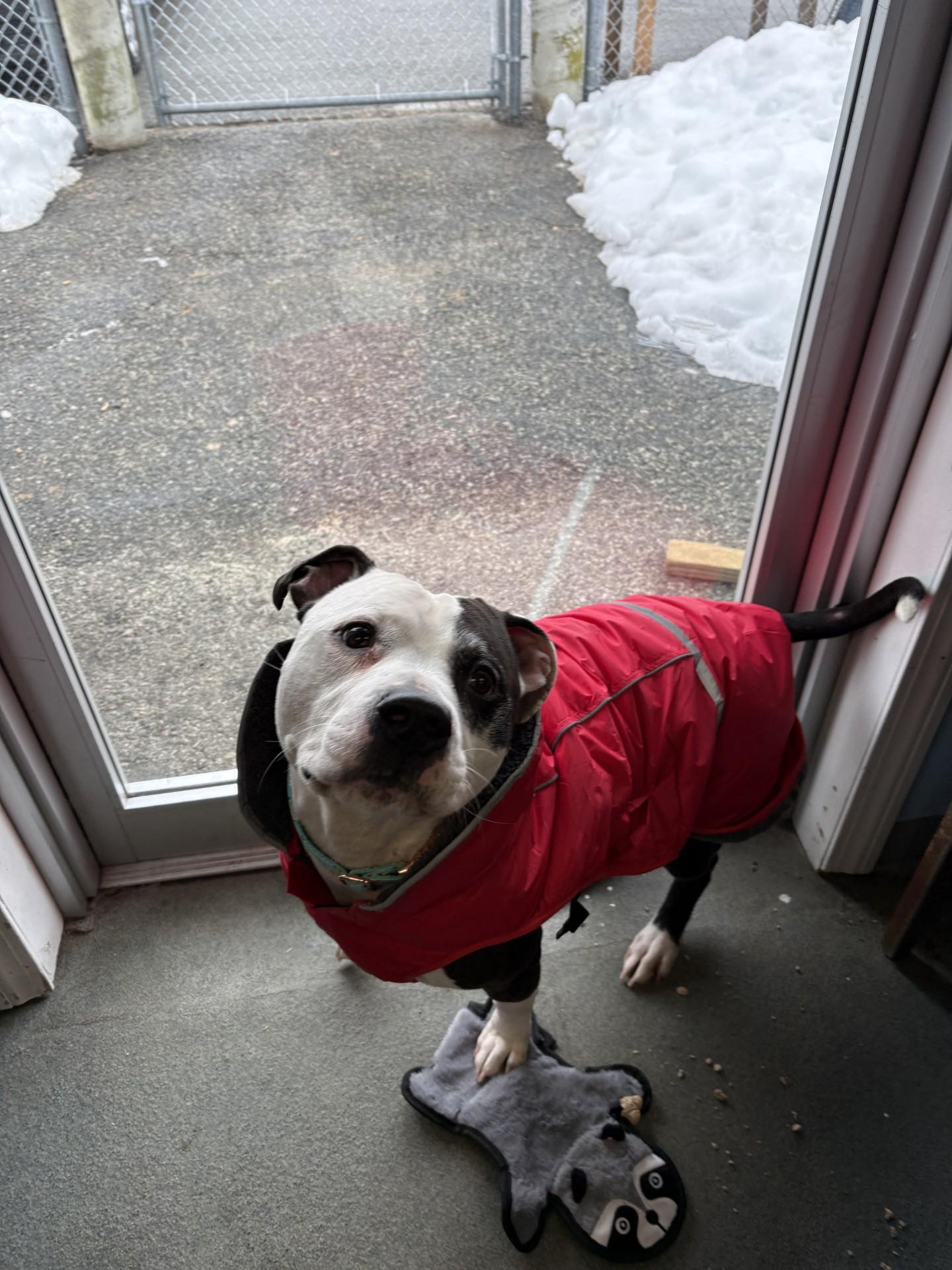 Enlarge Brody, an adopted Pit Bull Terrier in West Warwick, RI image 2/5