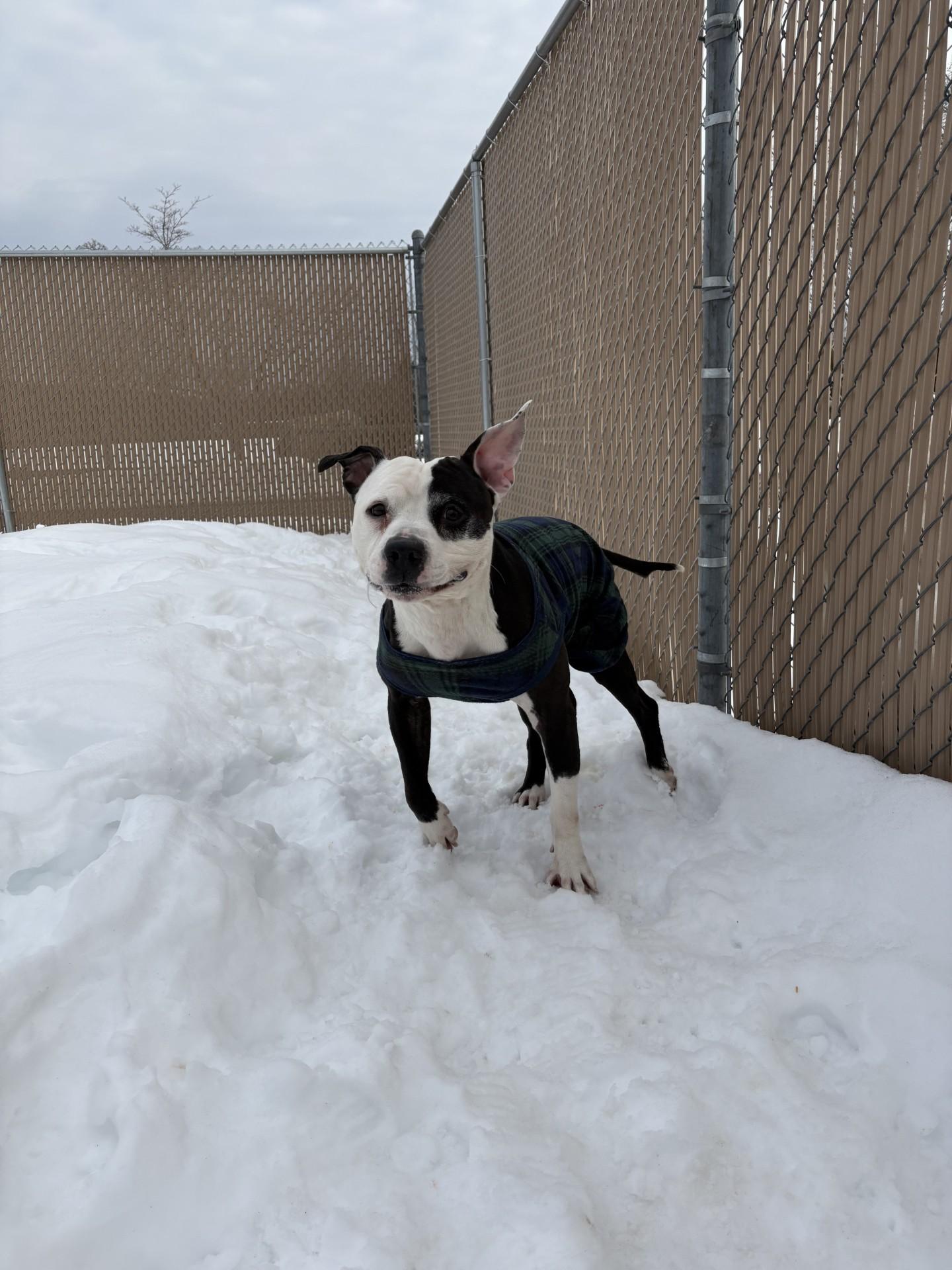 Enlarge Brody, an adopted Pit Bull Terrier in West Warwick, RI image 3/5