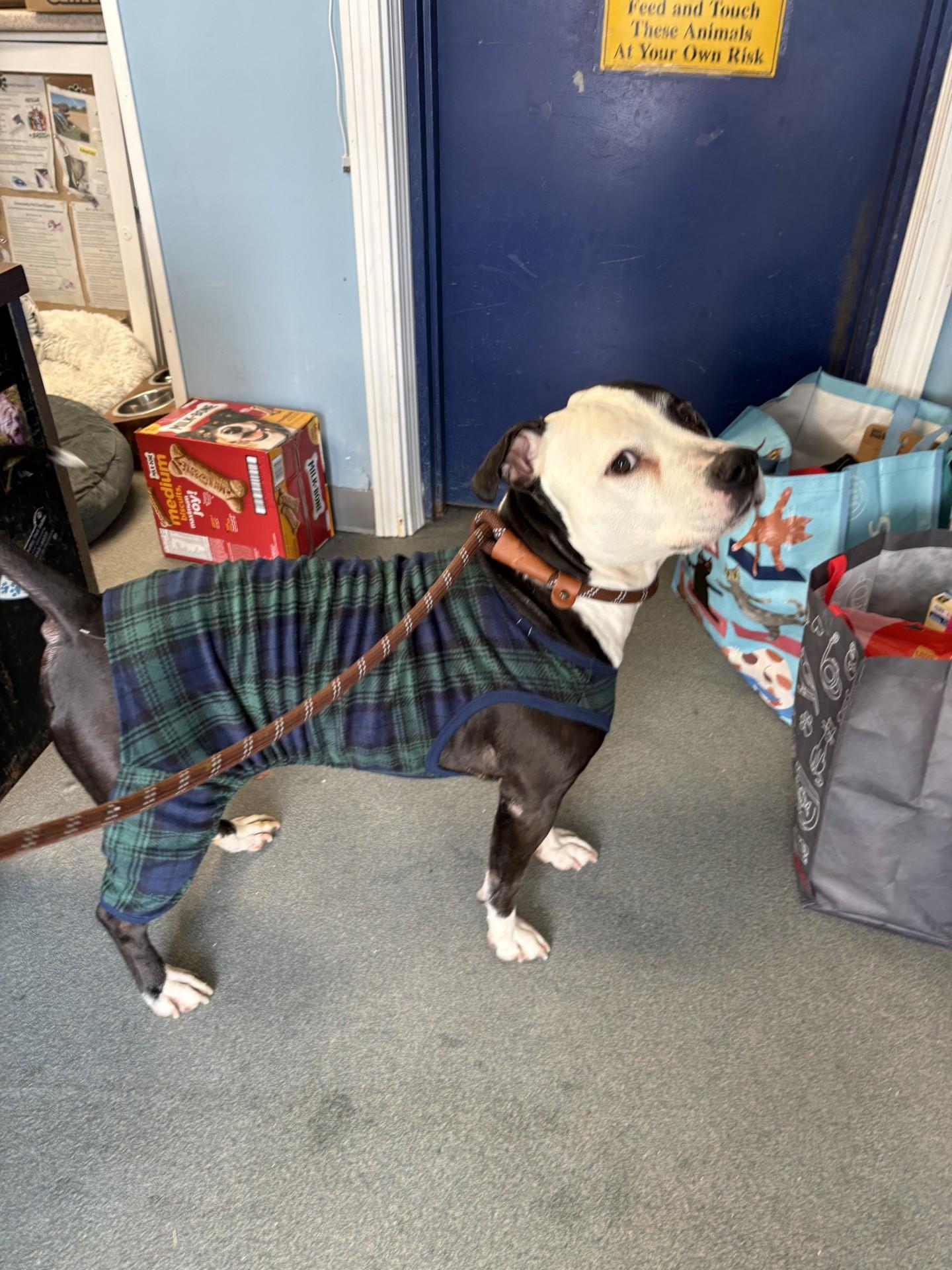 Enlarge Brody, an adopted Pit Bull Terrier in West Warwick, RI image 5/5