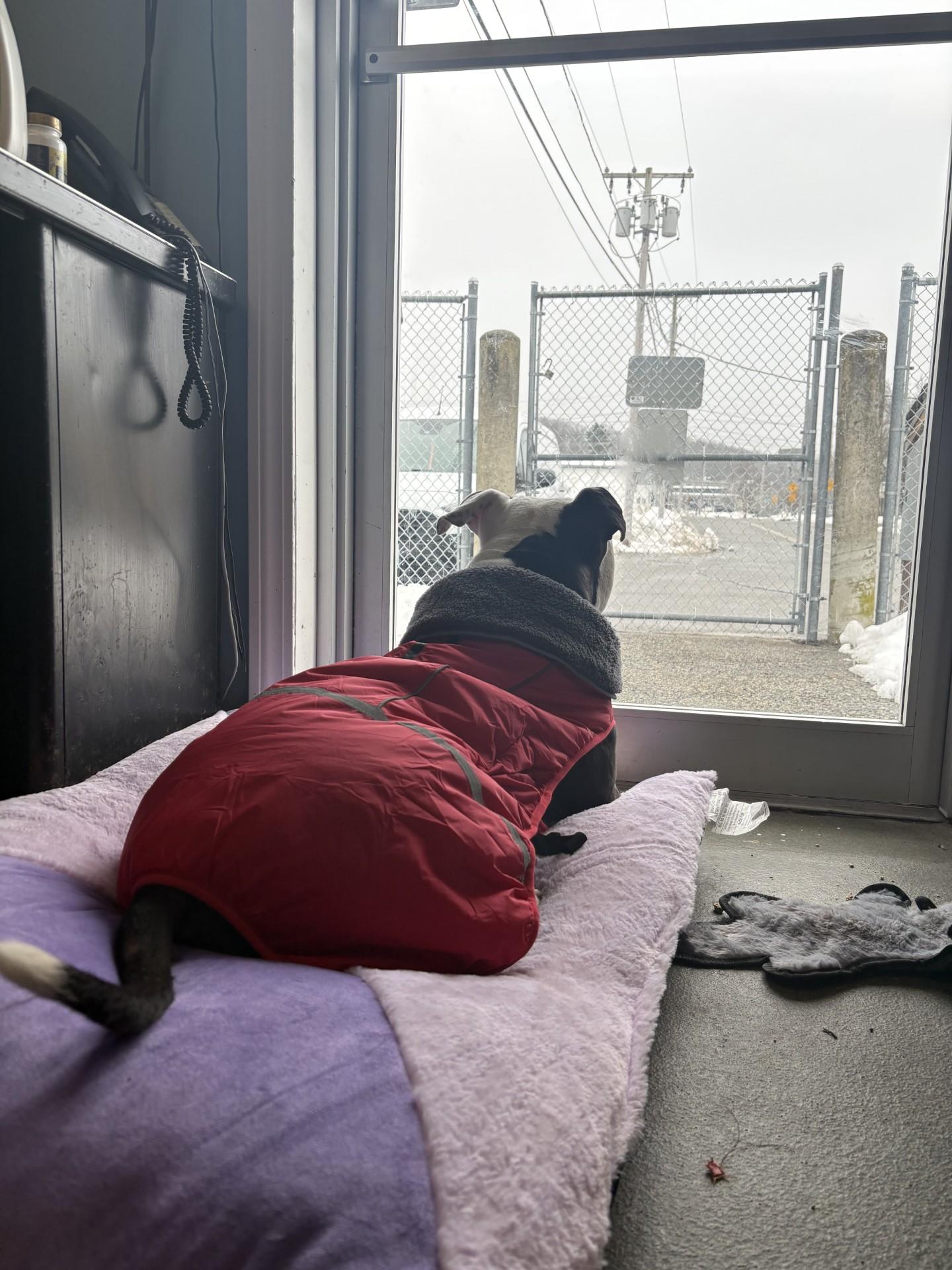 Enlarge Brody, an adopted Pit Bull Terrier in West Warwick, RI image 4/5