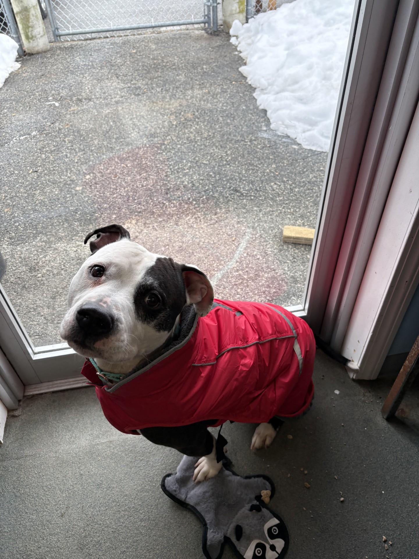 Enlarge Brody, an adopted Pit Bull Terrier in West Warwick, RI image 1/5