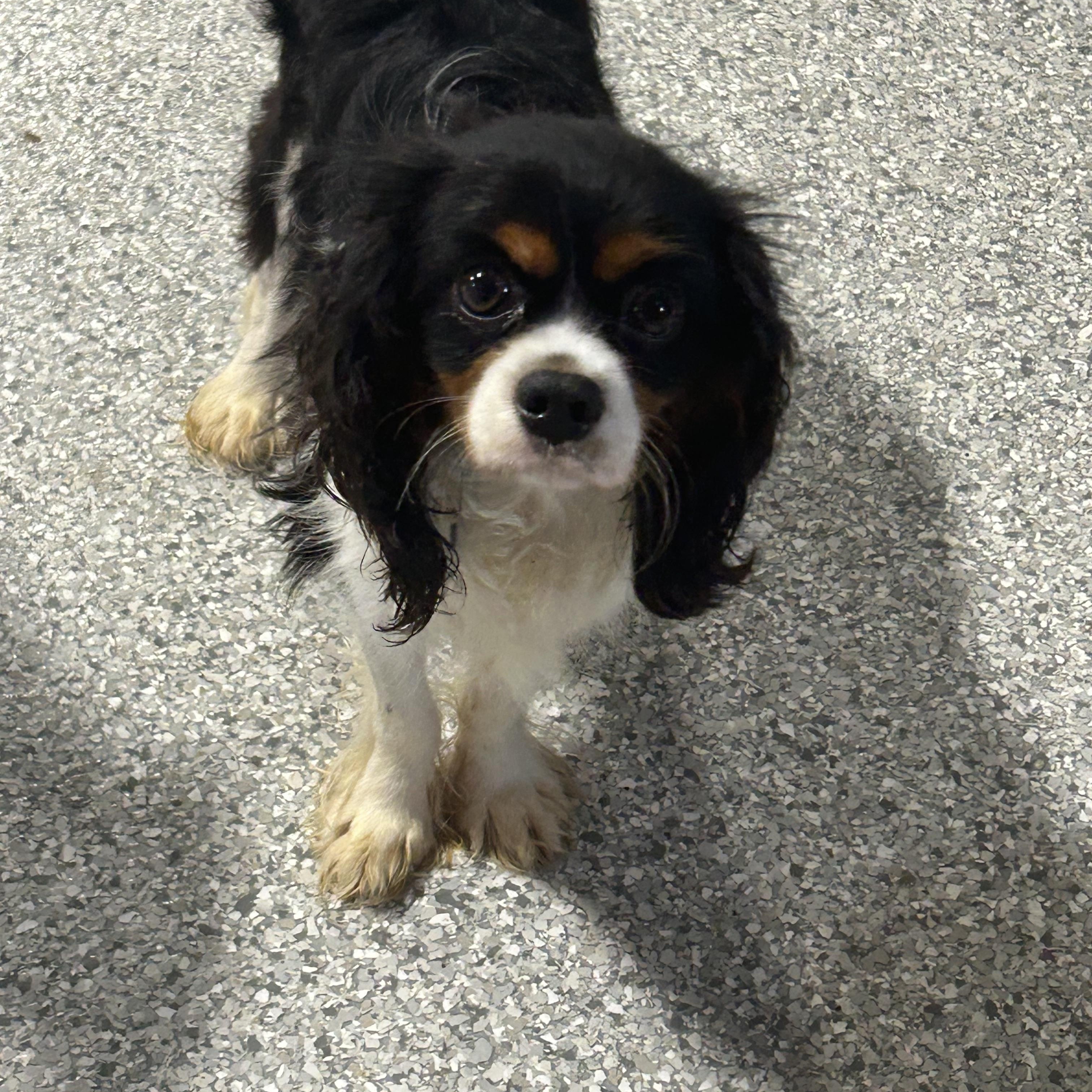 Reggie.little guy 9 lbs, Adoptable, Young Male Cavalier King Charles Spaniel.