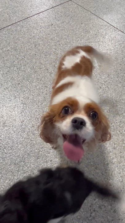 Enlarge Reggie.little guy 9 lbs, a Adoptable Cavalier King Charles Spaniel in Antwerp, OH video 4/4