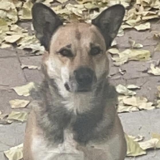 Jazz, Adoptable, Senior Female Corgi & German Shepherd Dog.