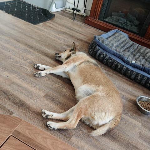 Enlarge Jazz, a Adoptable mixed breed in Colorado Springs, CO image 2/5