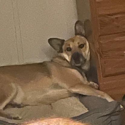 Enlarge Jazz, a Adoptable mixed breed in Colorado Springs, CO image 3/5