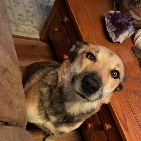 Enlarge Jazz, a Adoptable mixed breed in Colorado Springs, CO image 4/5