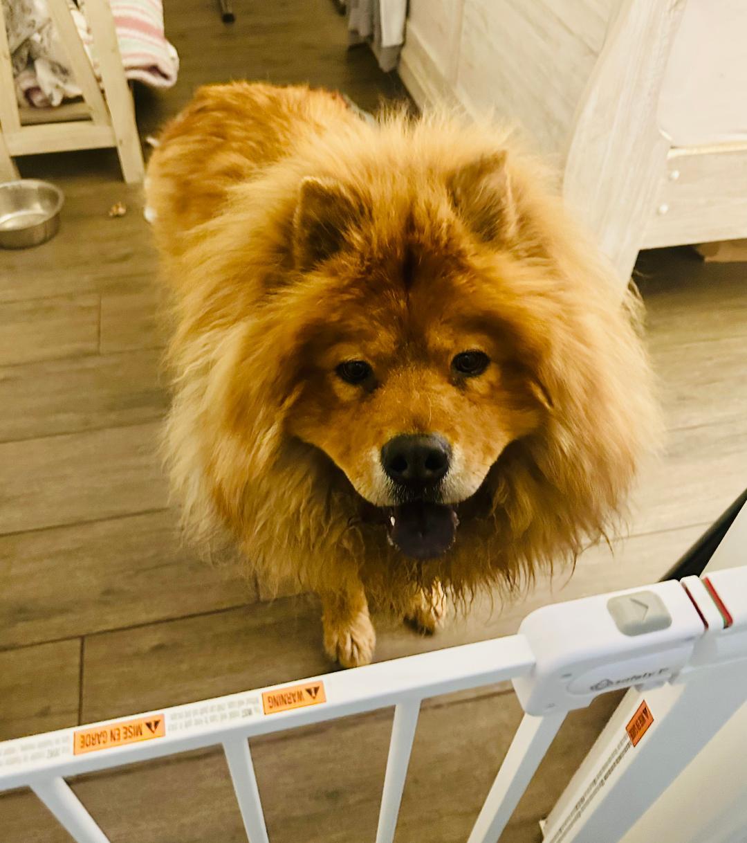 Enlarge Teddy, a Adopted Chow Chow in Sacramento, CA image 3/5