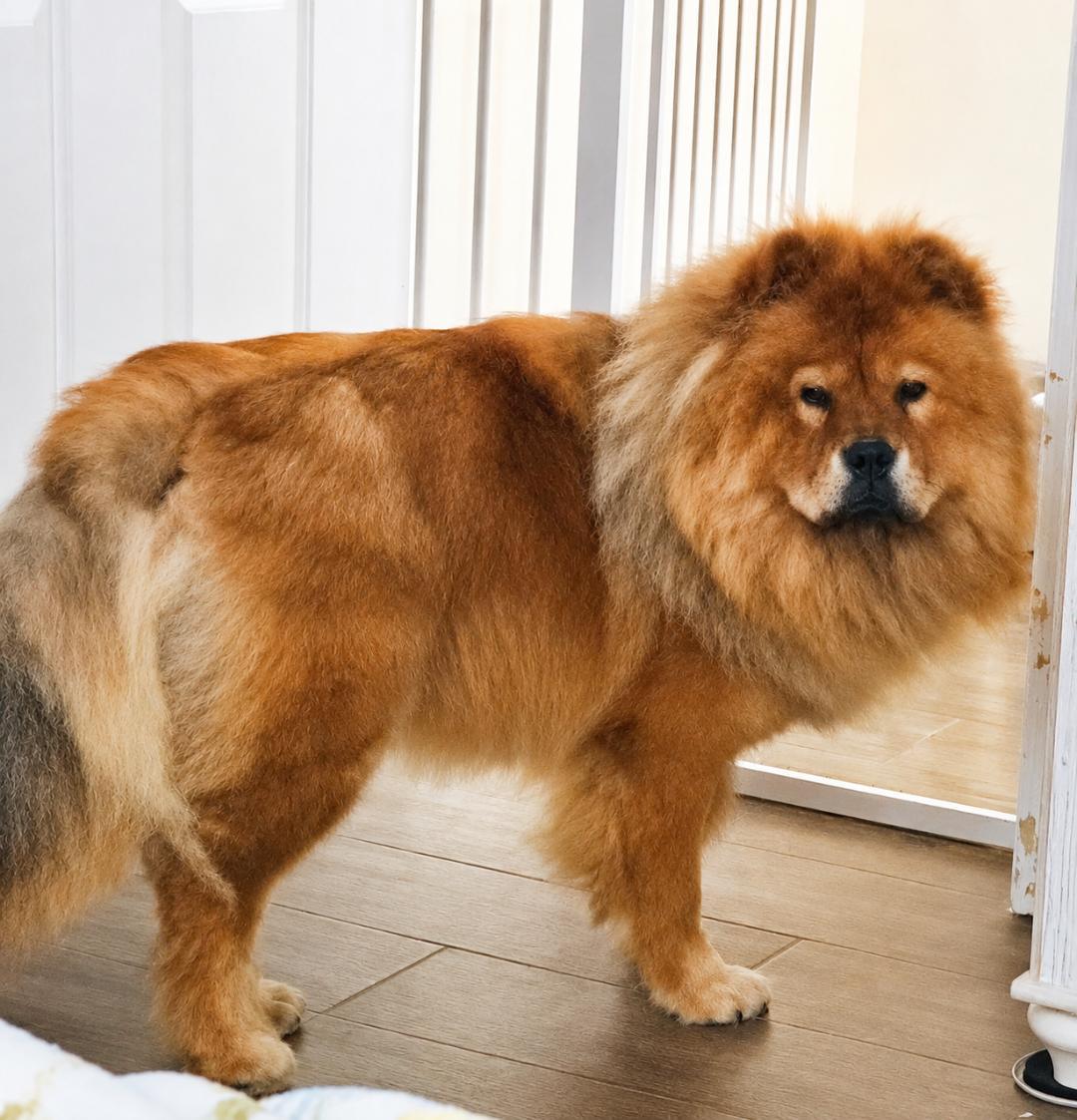 Enlarge Teddy, a Adopted Chow Chow in Sacramento, CA image 5/5